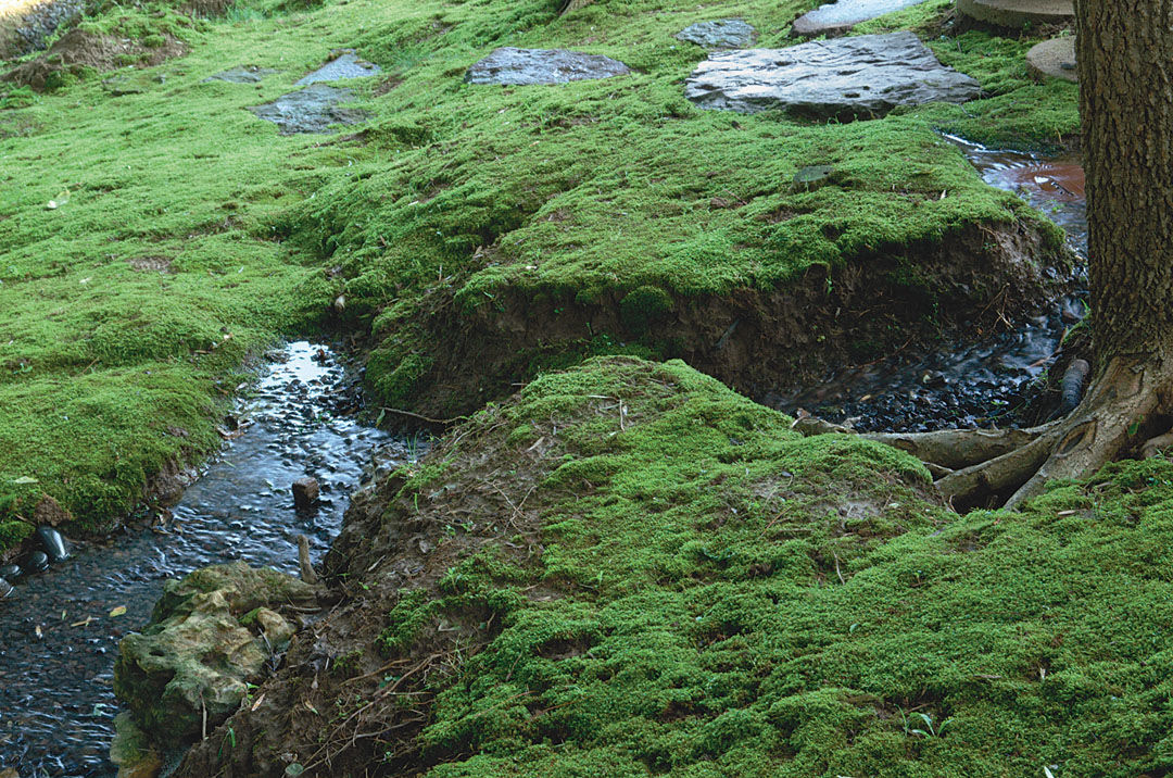 Green moss carpet in the forest soil Stock Photo