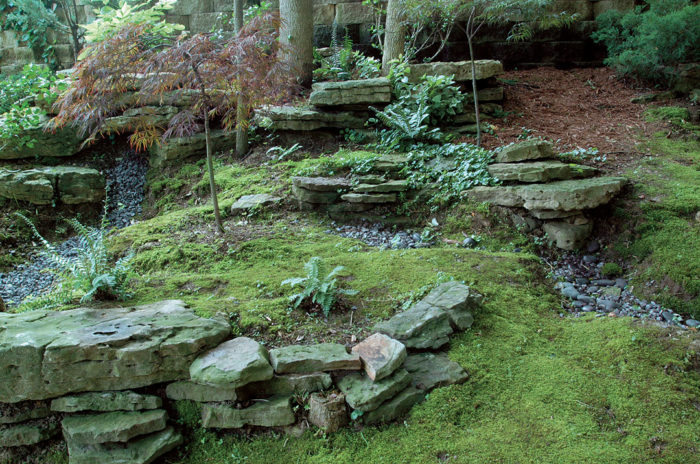 moss on a path winding around trees, rocks, and water.