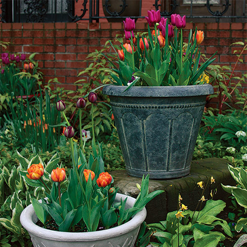 night-time, garden, multicolored flowers, flower pot