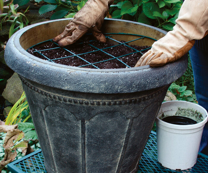 How to Plant Tulips in Pots Fine Gardening