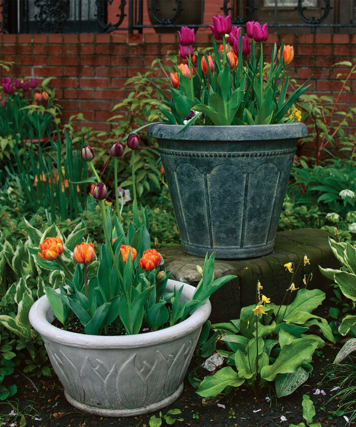 how to plant tulips in pots