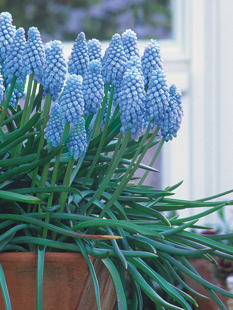 Planting SpringBlooming Bulbs in Containers Fine Gardening