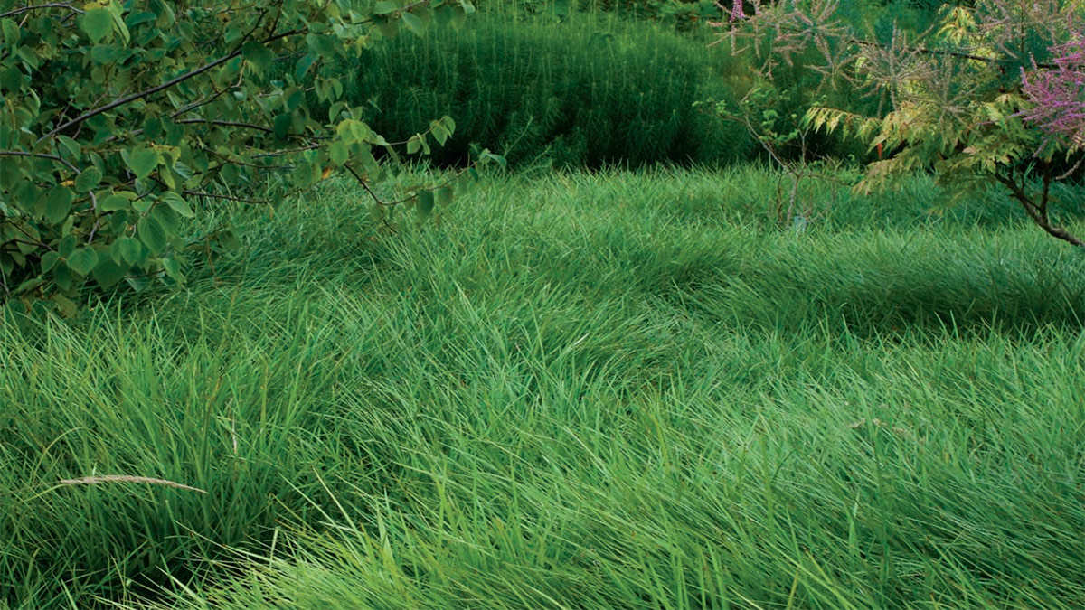 Lawn Alternatives for Stubborn Grass