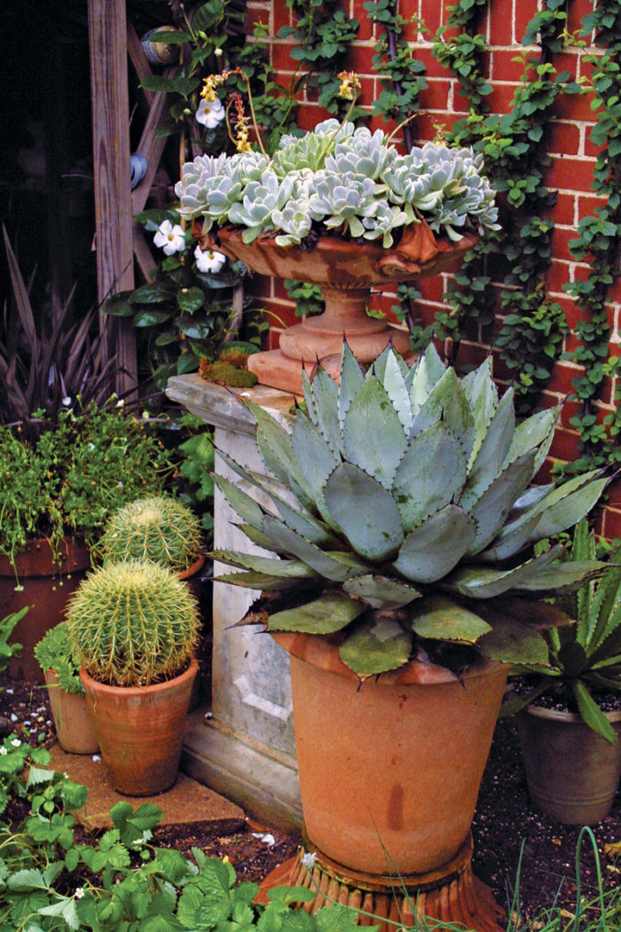 Potted Succulents