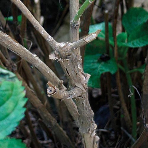 Hydrangea Removal Pruning Hydrangeas - Fine Gardening