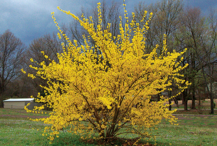 Image of Viburnums and forsythia plants