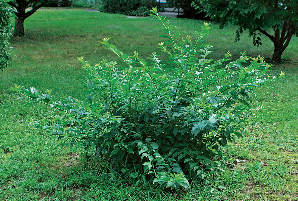 image of a cane-growing shrub