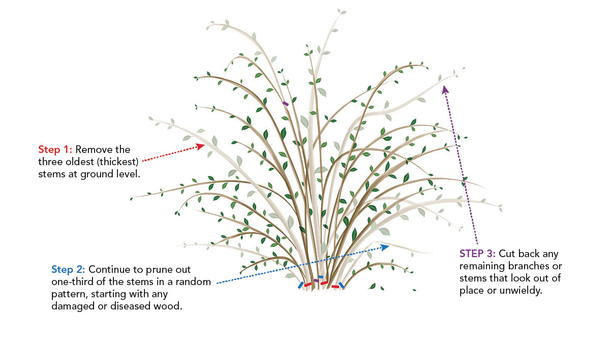 diagram showing where to prune and cut