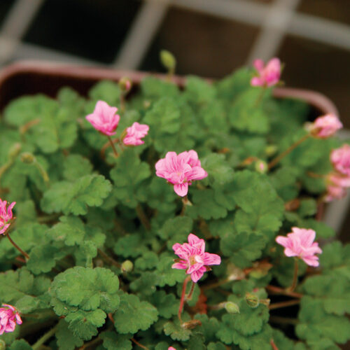 alpine ‘Flore Pleno’ erodium