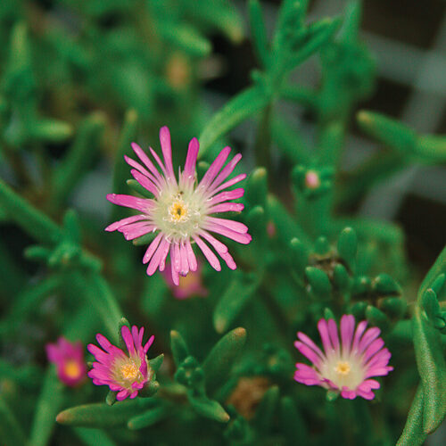 'Starburst' ice plant