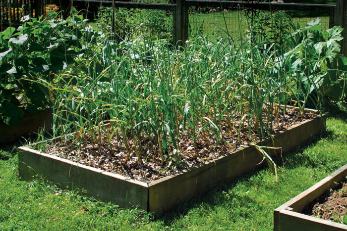 Simple Steps to Grow Spring Garlic in Garden - SUFCo