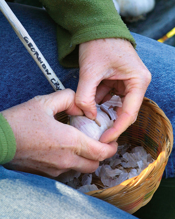 peeling garlic