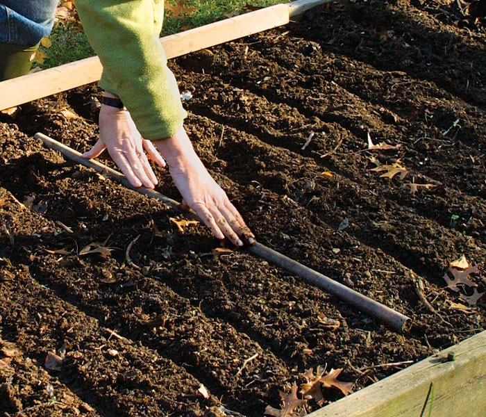 Planting garlic takes some planning ahead