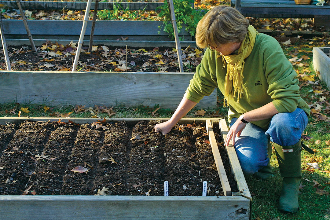 How to grow green garlic at home - Vanita's Corner