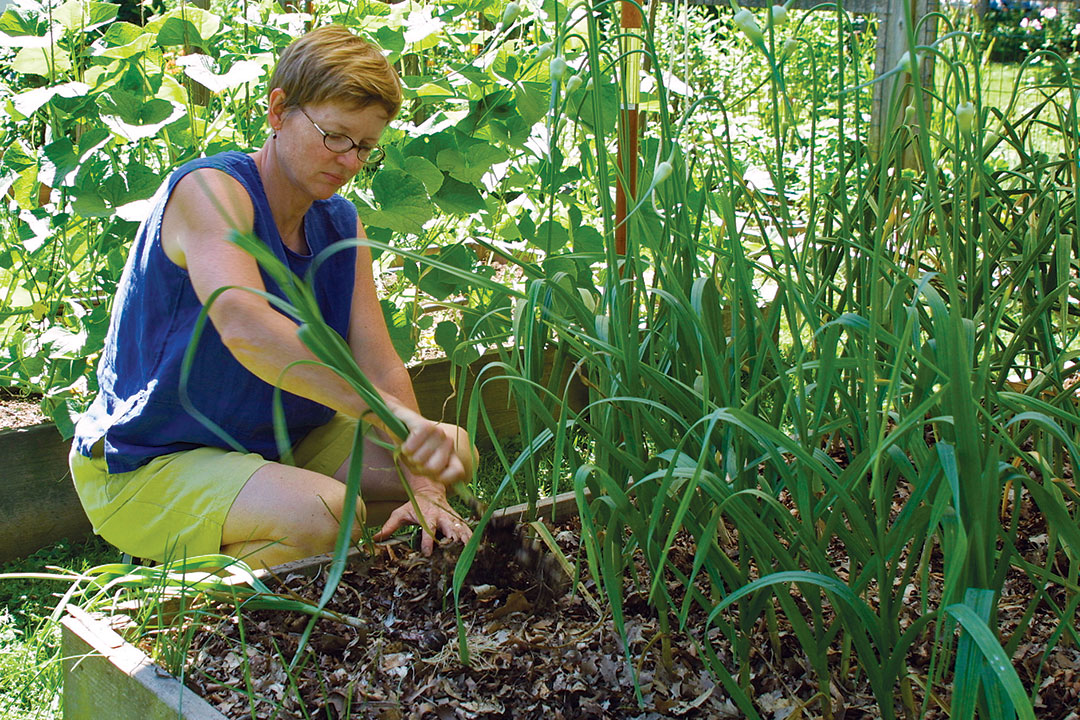 How to grow green garlic at home - Vanita's Corner