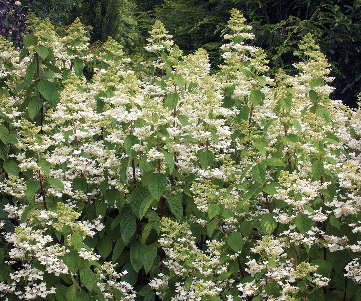 Angel's Blush hydrangea