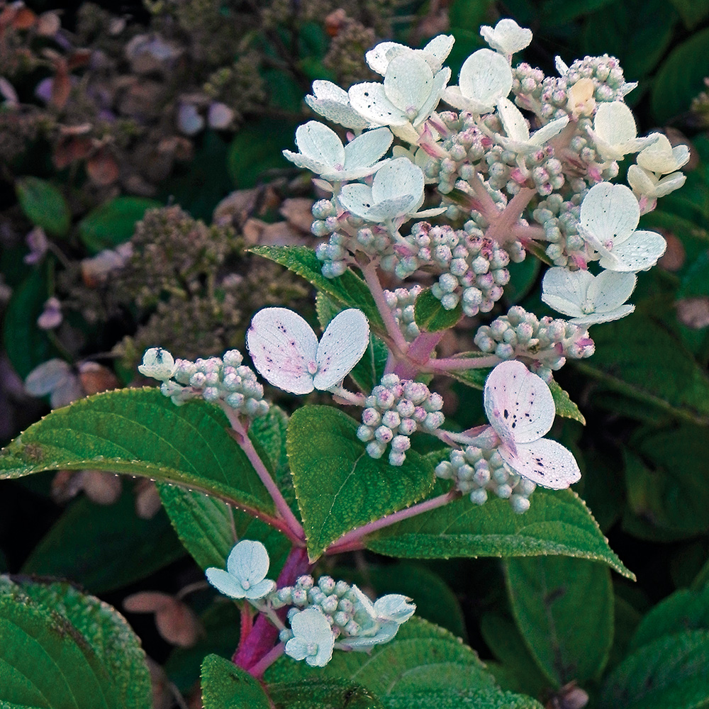 Quick Fire hydrangea