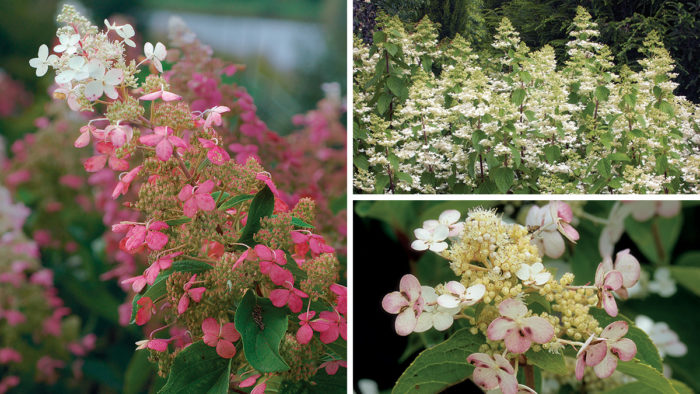 panicle hydrangeas