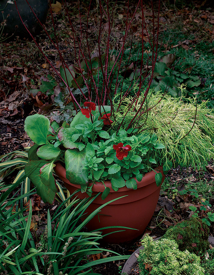 Four Container Planting Ideas for Autumn