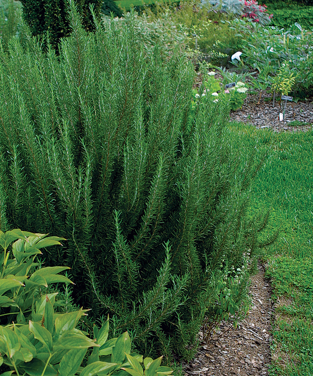 Rosemary: A Landscape Herb That Has It All!