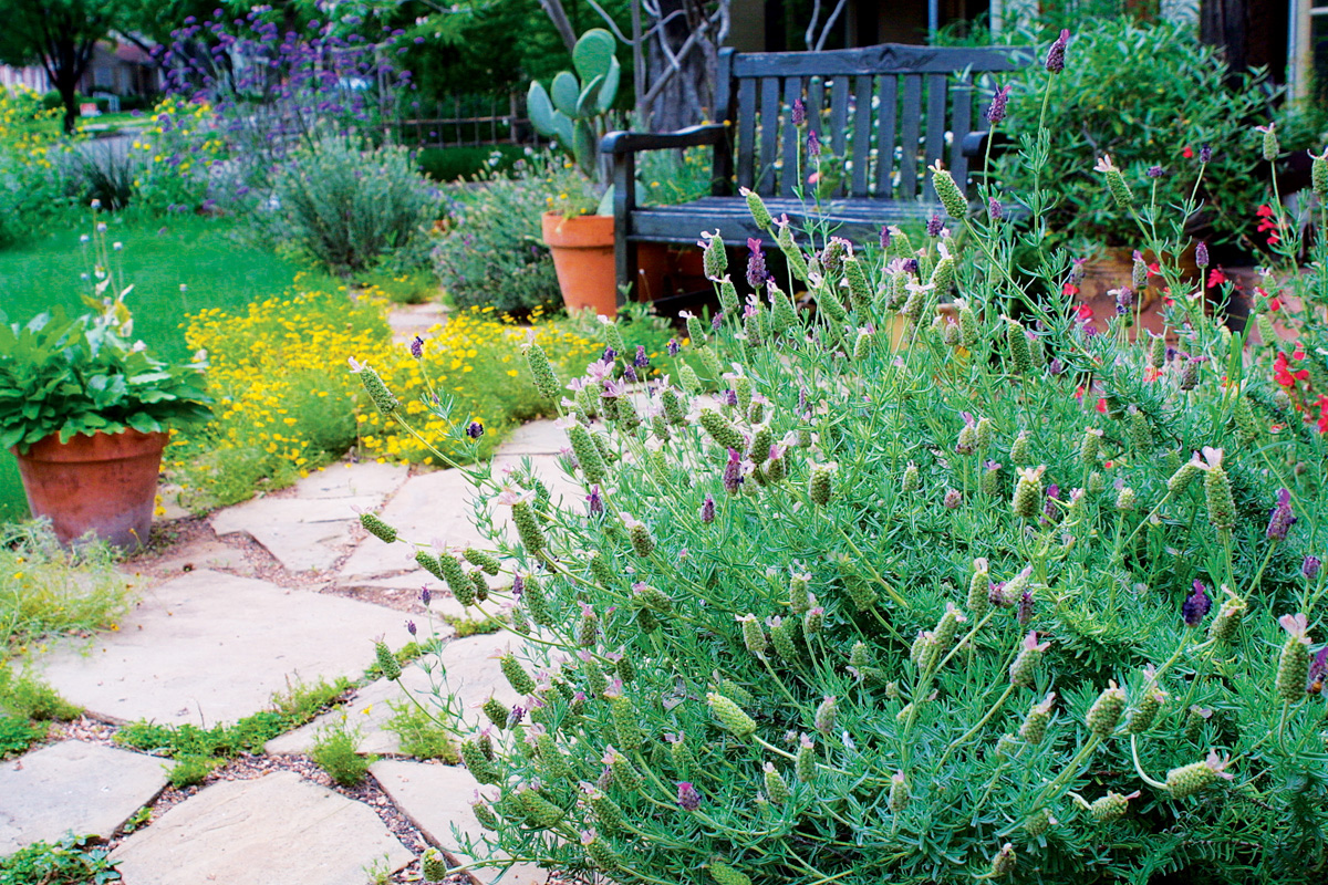 Lavandula stoechas