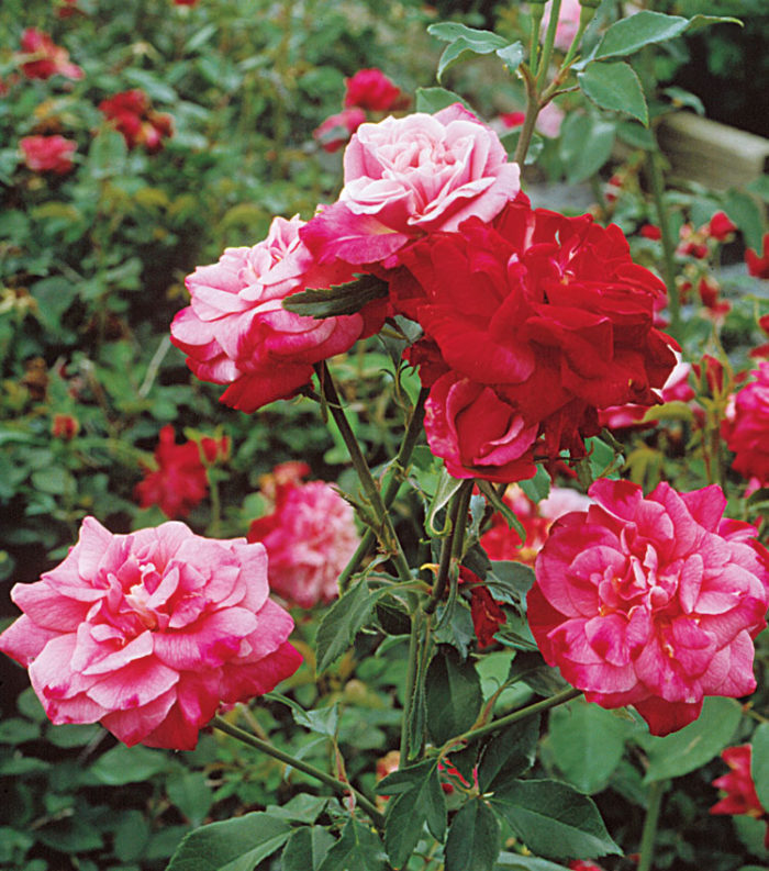 Landscaping With Antique Roses - FineGardening