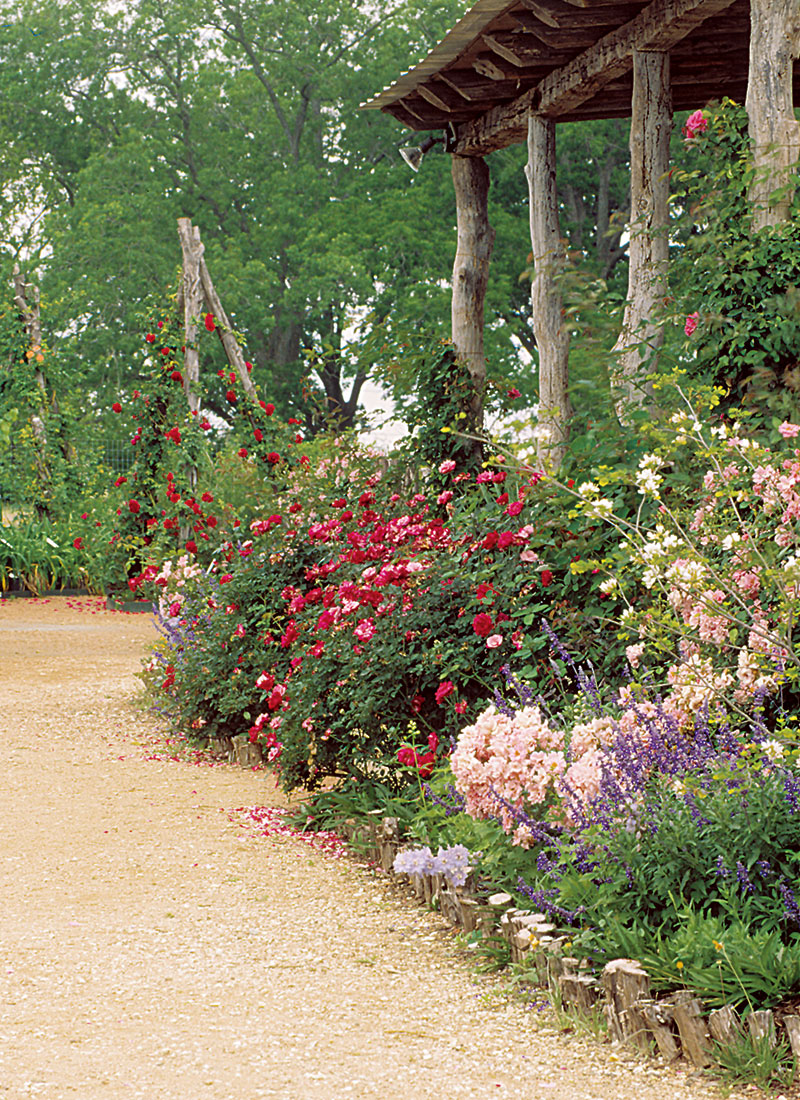 Prosperity' Hybrid musk rose - FineGardening