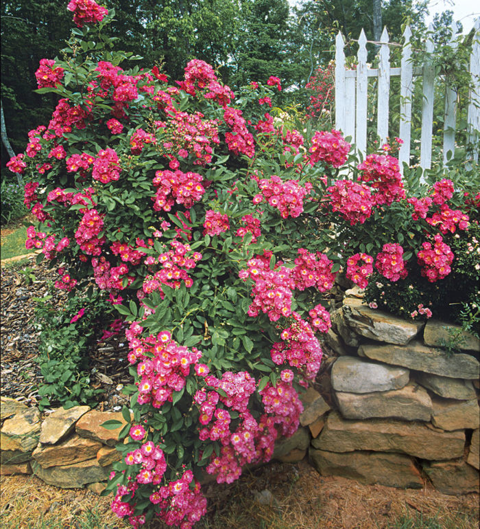 Landscaping With Antique Roses - Fine Gardening