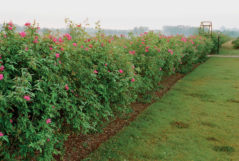 Landscaping with Antique Roses - Fine Gardening
