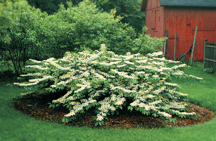 Image of Viburnum juddii shrub in a garden setting