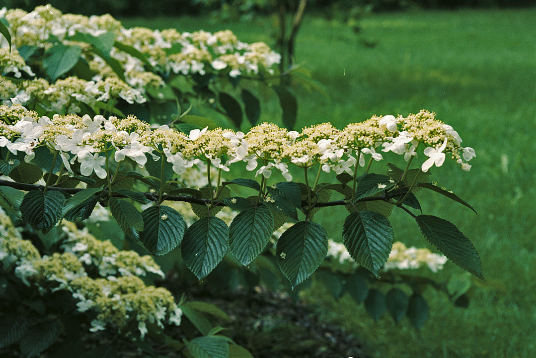 green viburnum shrub