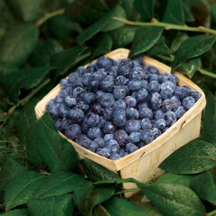 Blueberry 'Pink Lemonade' (Vaccinium hybrid)