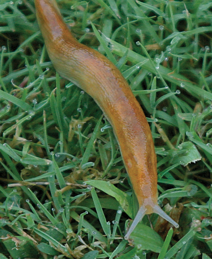 Slugs in deals garden