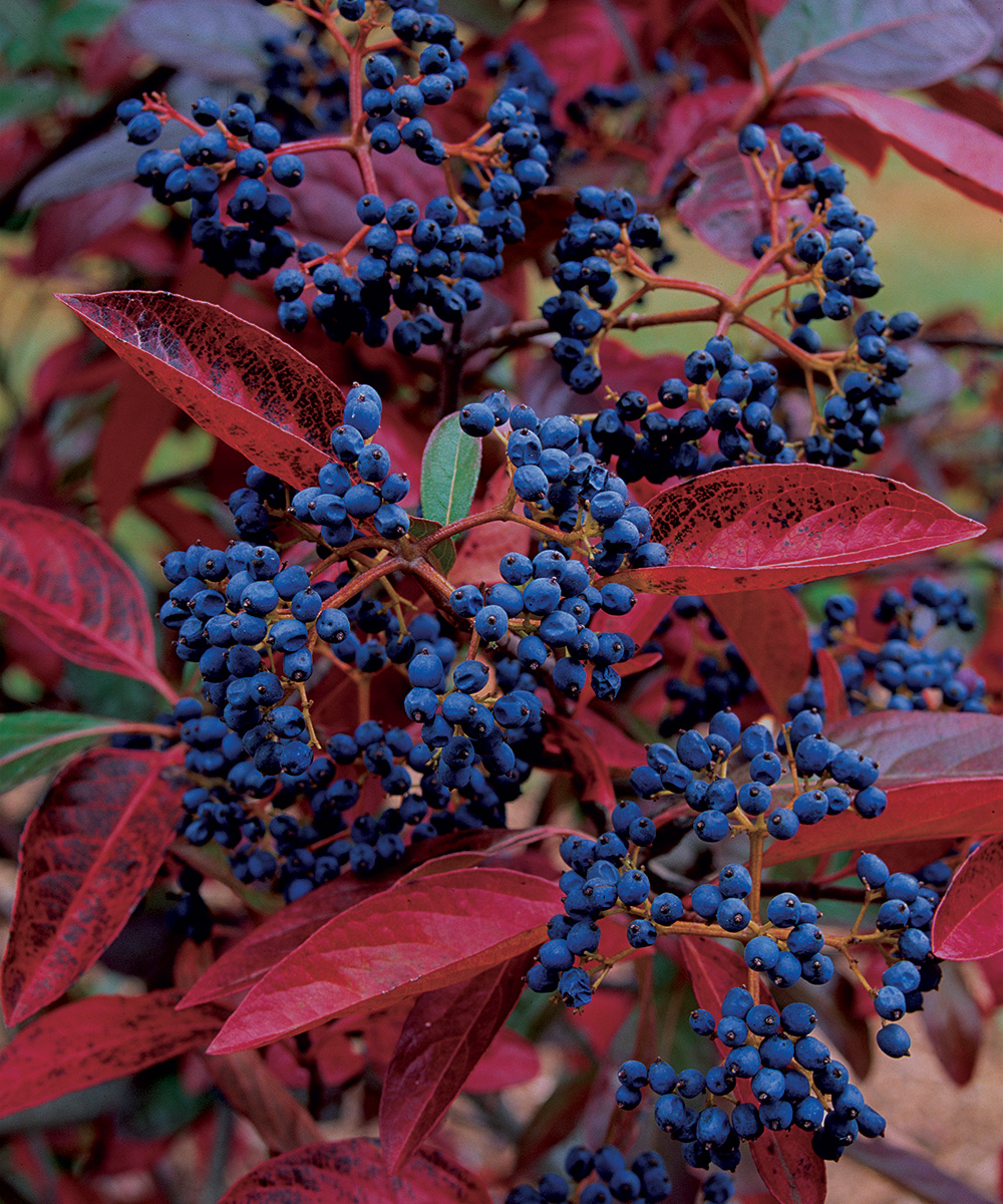 Trees and Shrubs with Colorful Fruit in Fall and Winter