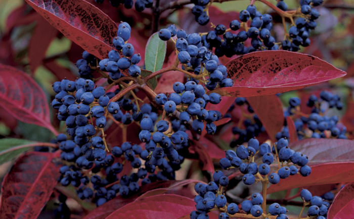 showy shrubs for fall