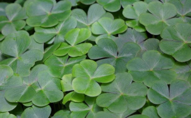 Close up of shamrocks