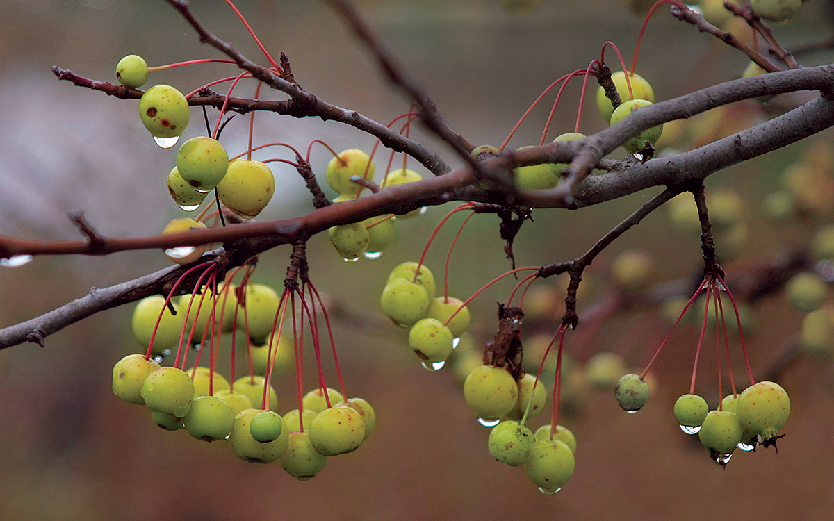 apple trees in fall