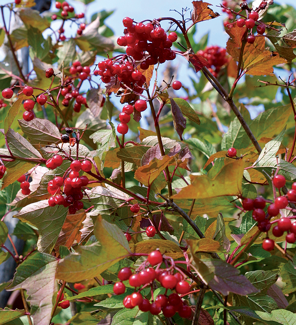 big red berry tree