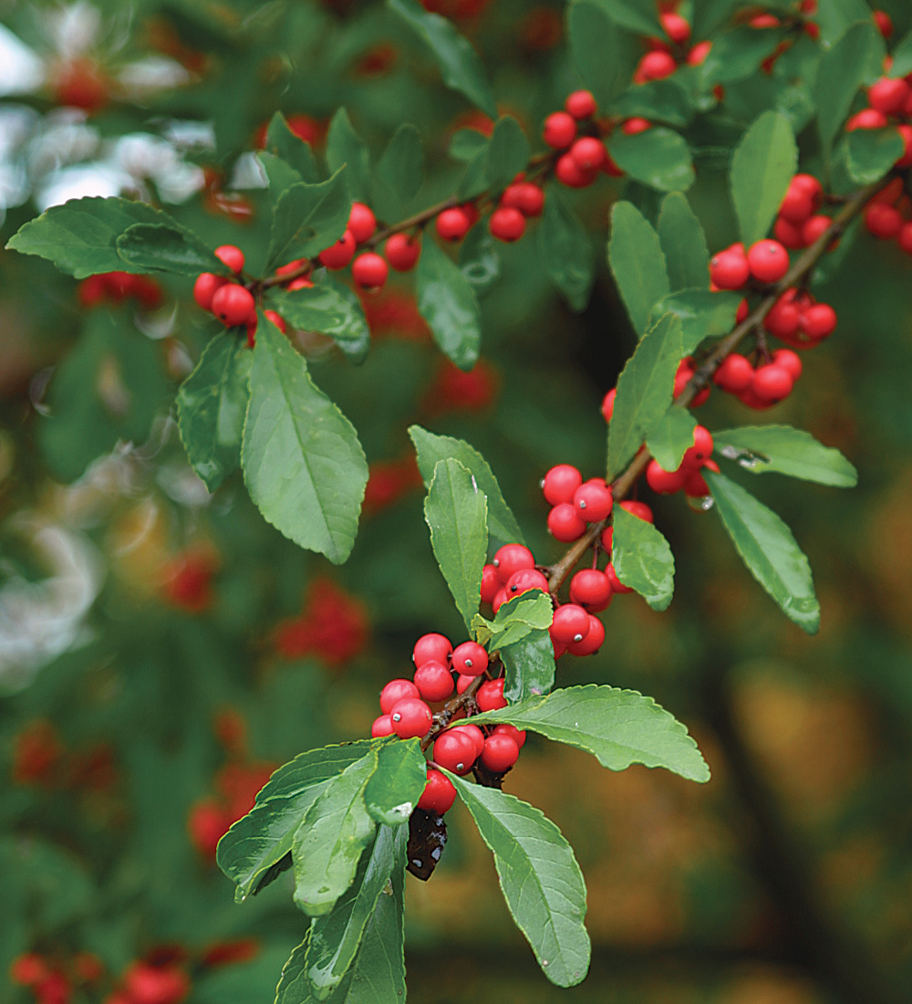 Attractive Deciduous Shrubs and Trees with Red Fruits and Berries