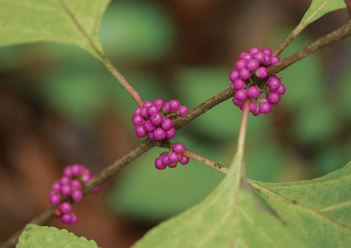 Red Berries Brighten Fall Landscapes - Long after the showy leaves  associated with autumn have faded or fallen, plants with colorful berries  continue to brighten the countryside