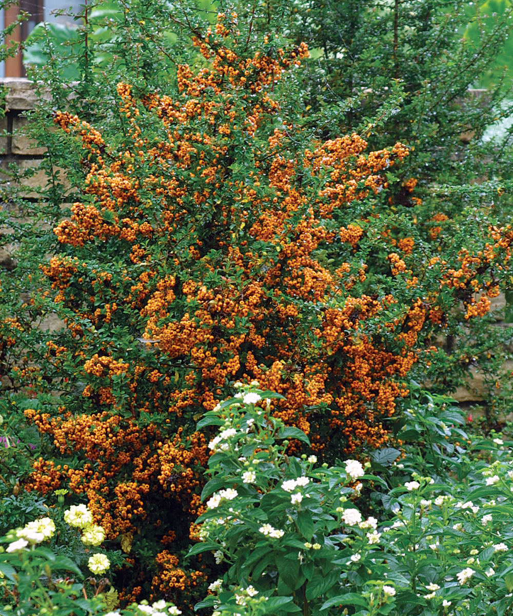 Trees and Shrubs with Colorful Fruit in Fall and Winter