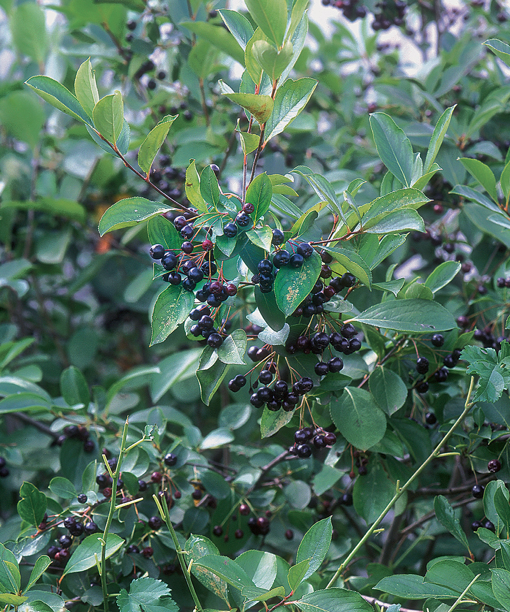 Plants with Berries  Top Trees & Shrubs with Colorful Berries