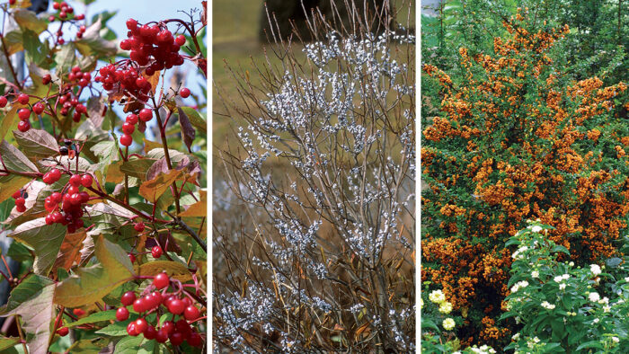 trees and shrubs with fall fruit