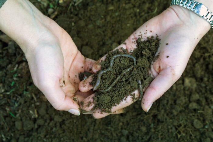 Vermicomposting