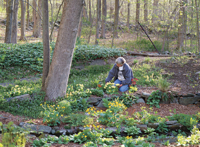 Planting Primroses