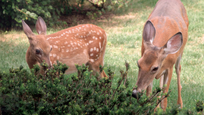 Effective Deer Deterrents