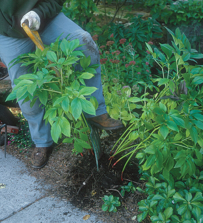 tips for dividing perennials