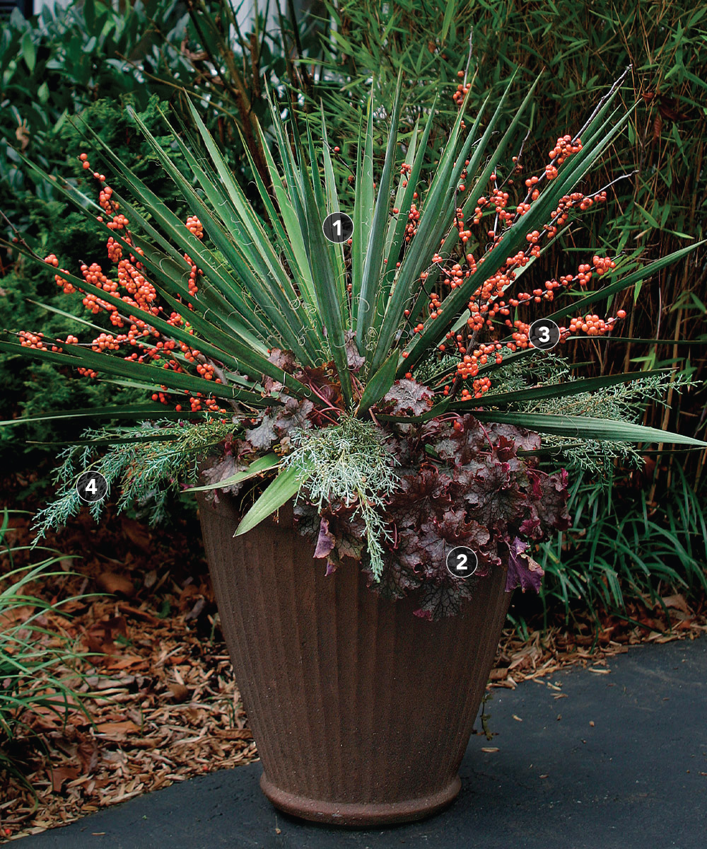 Winter-Friendly Patio Plants, Potted Plants for Winter