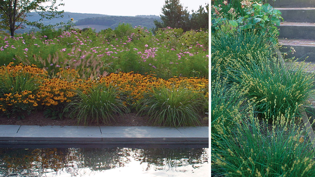 walkway with grasses