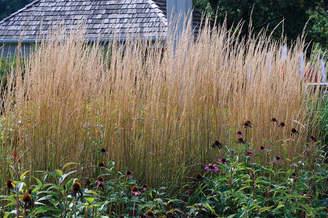 ‘Karl Foerster’ reed grass